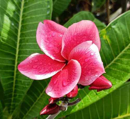 Frangipani plumeria - frangipani,