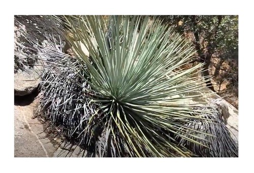 Hesperoyucca whipple palme - whipple,