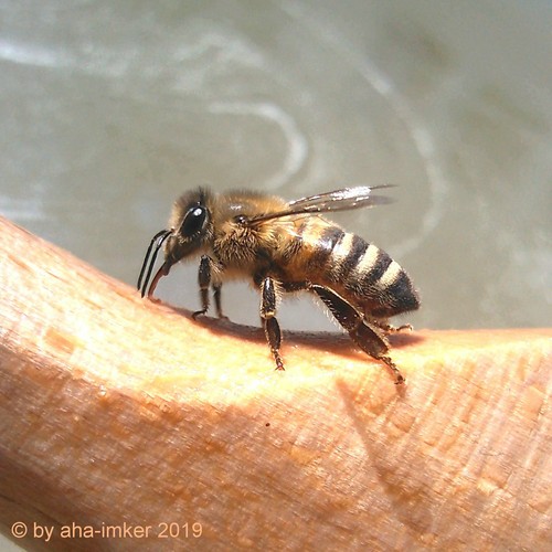 Bienenfutter invertiert - 🐝,