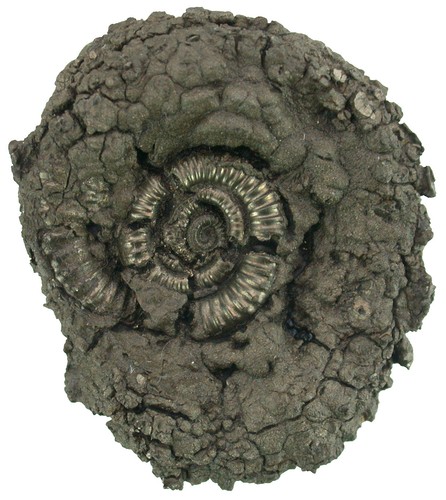 Lias crucilobiceras - lias,