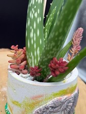 BIO Echte , Medizinische Aloe