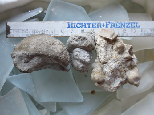 Jura fossilien brachiopoden - jura,