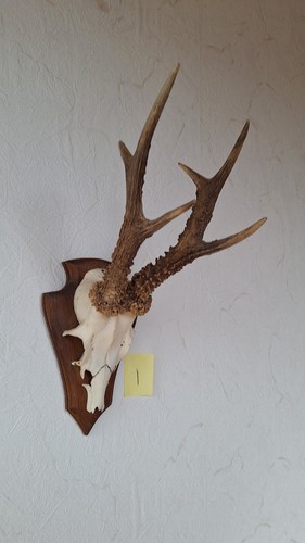 Rehbock gehörn geweih auf - geweih,