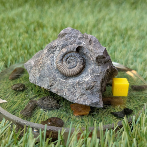 Dactylioceras gracile ammonite - dactylioceras,