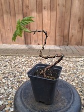 Bergahorn, Pre Bonsai, Bonsai