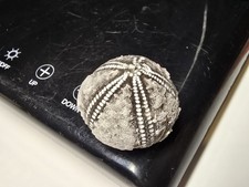 Seeigel Galerites Steinkern