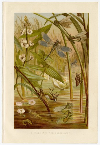 Schlankjungfer libelle - schlankjungfer,
