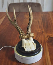 Rehbock Gehörn, Rehgeweih, Trophäe Rehgehörn mit Trophäenbrett 29 cm. 1936-1943