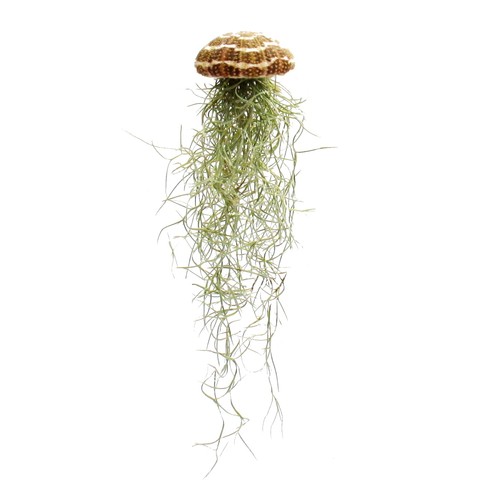 Tillandsien arrangment - arrangment,