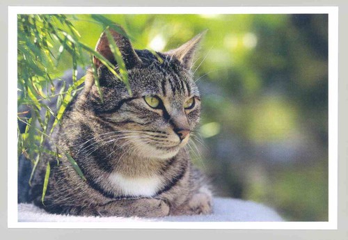 Postkarte katze neu - -,