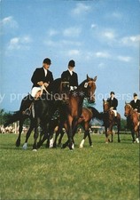 Pferdesport Pferderennen