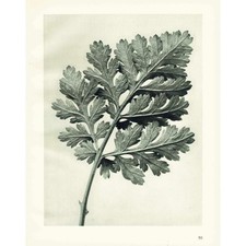 1929 FEVERFEW CHRYSANTHEMUM