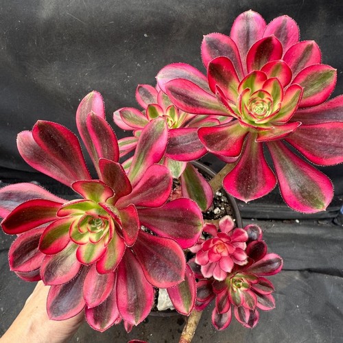 Sale2293 aeonium pink - sale2293, 5
