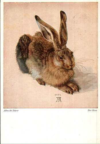 Albrecht dürer der - ,, hase