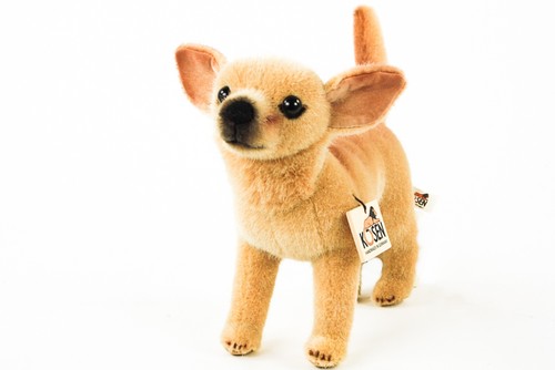 Kösen hund chihuahua - chihuahua, 27