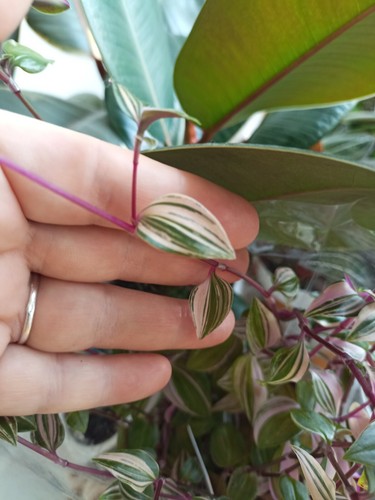 Tradescantia quadricolor - tradescantia,