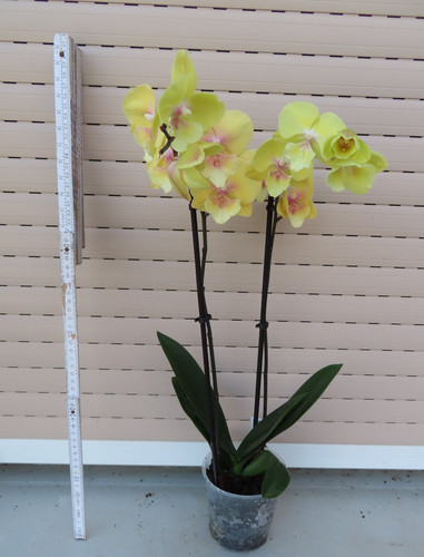 Orchidee phalaenopsis 2 - ,