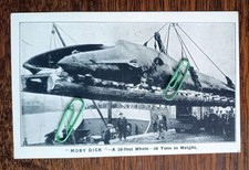 Moby Dick 50 Fuß Wal 30 Tonnen Original 1931 Polarkreis Postkarte 