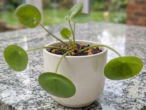 Pilea peperomioides - 1x,