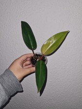 Pflanze: Philodendron 'Red