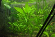 5x Kirschblatt, RiesenWasserfreund, Hygrophylla Aquariumpflanzen für Hintergrund