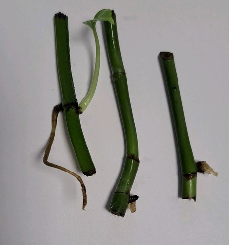 Wetsticks ableger - 3,