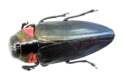 Buprestidae belionota sp - buprestidae,,