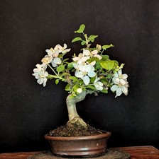 Bonsai apfelbaum malus - apfelbaum,