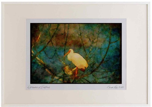 289019 weiß ibis - weiß, aquarell