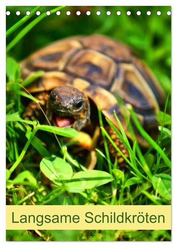 Langsame schildkröten - langsame,