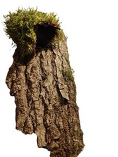 Soft Rinden Tunnel Lucy