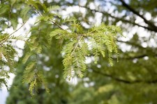 Metasequoia glyptostroboides
