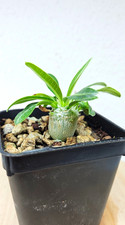 Pachypodium