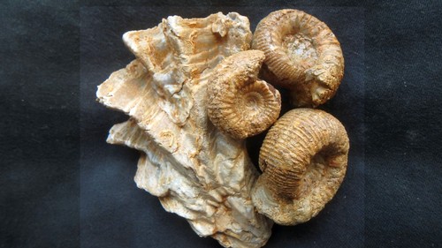 Fossilien ammonit jura dogger - ammonit,