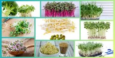 9 Sorten Sprossen Samen Set Microgreens Keimsprossen Mix Mikrogrün Vegan  Bio