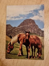 Pferdepostkarte, AK, Pferd, Stute mit Fohlen,  Popp