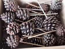 28 Tannenzapfen Pinienzapfen mit Stil,