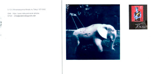 Araki original polaroid - original, "