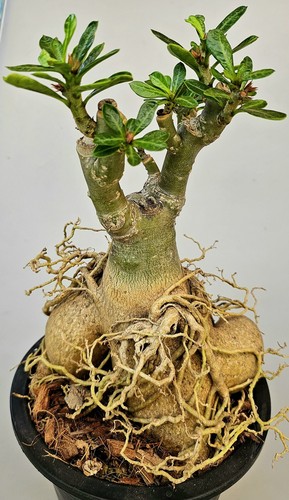 Große kräftige adenium - kräftige,