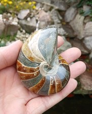 Nautilus Fossil - Top