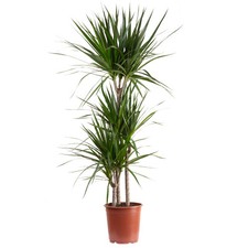Gerandeter Drachenbaum 3-Stamm - Dracaena marginata - Höhe ca. 120 cm, Topf-Ø 21