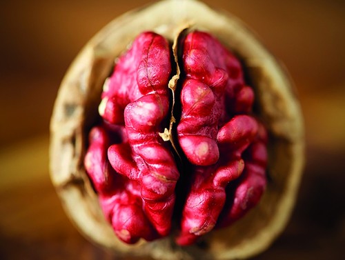 Walnussbaum juglans regia - walnussbaum,