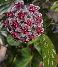 Hoya Pubicalyx Royal Hawaiian