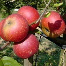 Ingrid Marie beliebter Herbstapfel Apfelbaum Buschbaum Halbstamm Hochstamm