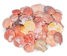 NaDeco Pecten nobolis 0,5kg |