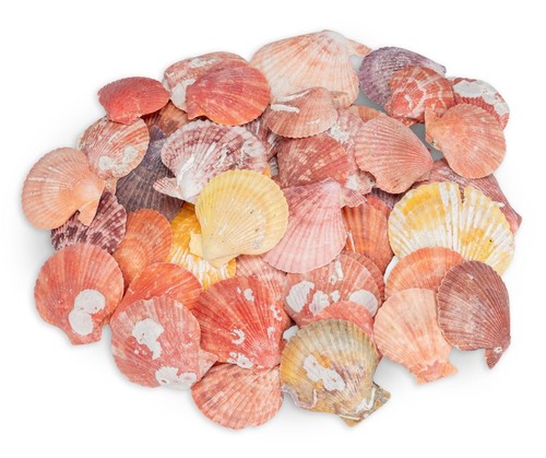 Nadeco pecten nobolis 5kg - nadeco, 0,5kg