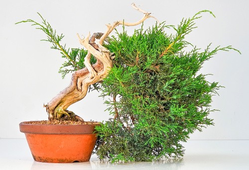 Bonsai wacholder juniperus - wacholder,