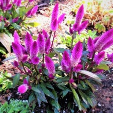 20+ St. Samen Celosie 'Flamingo Feather',  Federbusch
