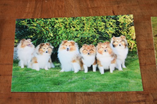Hunde postkarte von - hunde, poster