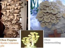 Küchengemüse zierde - küchengemüse, &